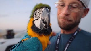 Their Worst Fear Comes True... Macaw Flies Away on DAY ONE Outside!