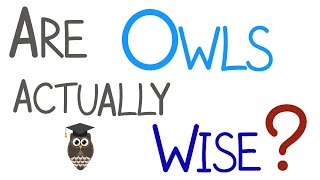 Are Owls Actually Wise?