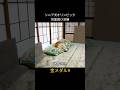 17歳柴犬のオリンピック #shiba #柴犬