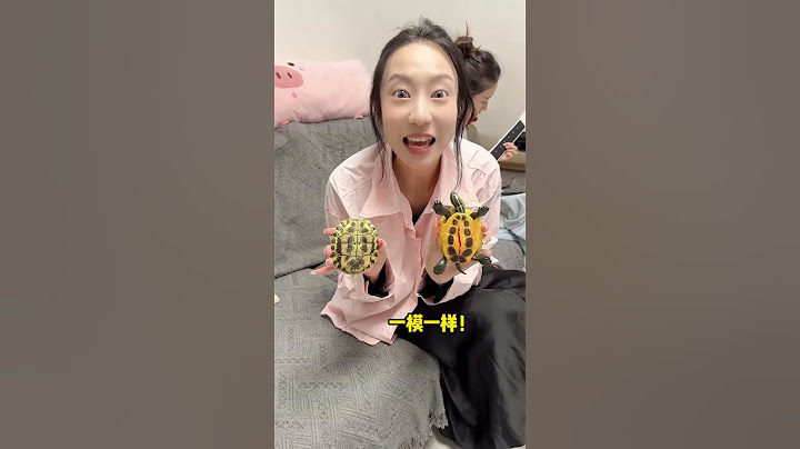 当着姐姐的面拿锤子捶打“真乌龟”看姐姐什么反应，结果把姐姐当场吓晕！【两只马儿—恶搞姐妹】