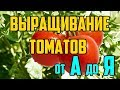 Выращивание томатов в открытом грунте от А до Я / Рассада помидор