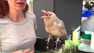 Albino Raven at Bird Fest In Los Angeles