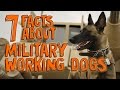 7 Fascinating Facts about Military Working Dogs 7 Fascinating Facts about Military Working Dogs