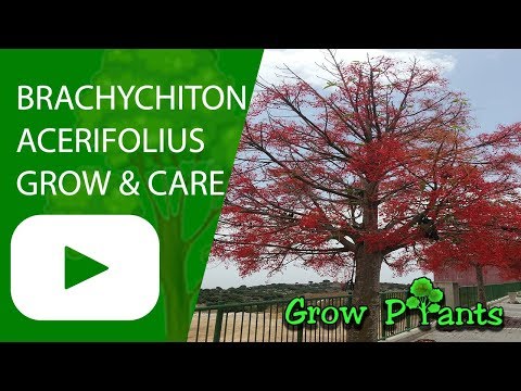 Brachychiton acerifolius - grow & care