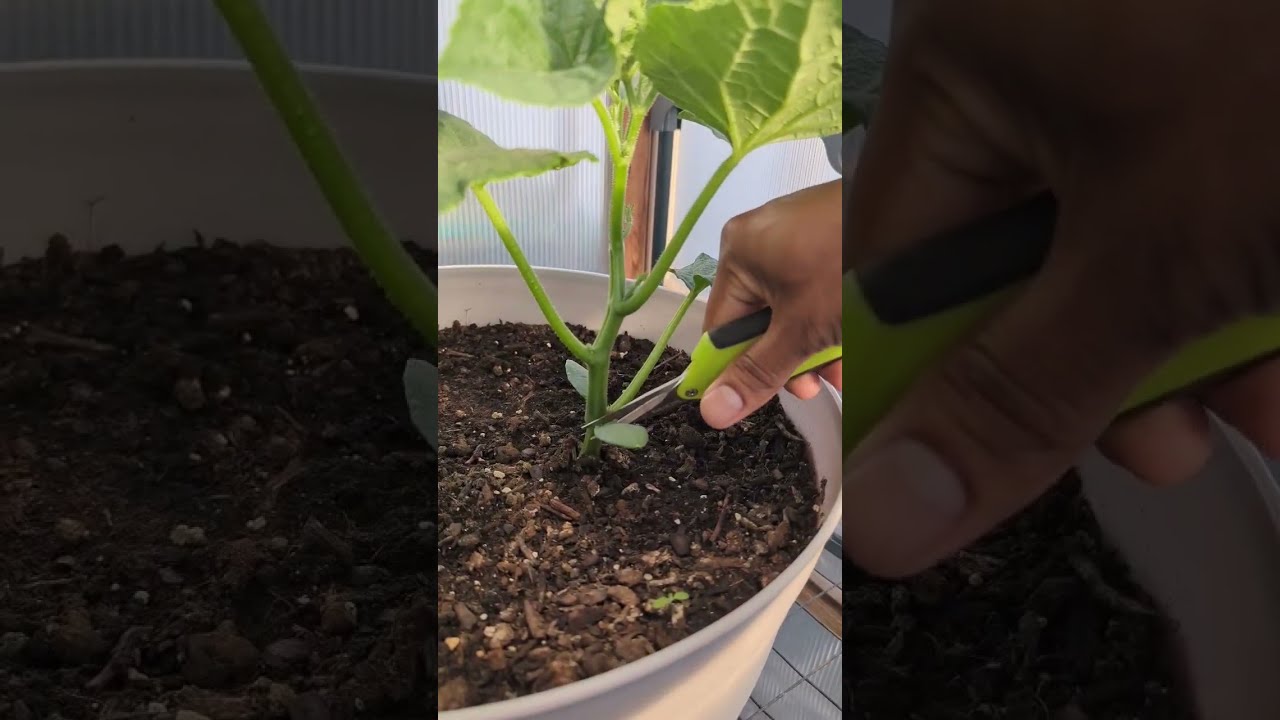 Simple Pruning Tips For Cucumbers Maximum Production Gardening Garden