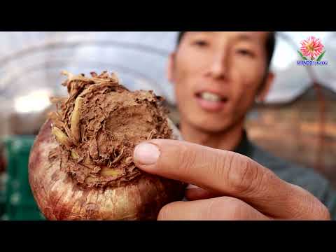 ตัดแต่งฐานรากหัวว่านสี่ทิศ เพื่อต่ออายุให้อยู่ได้หลายปี