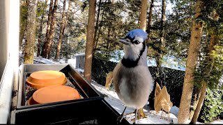 While I'm away I wonder what Blue jays are doing.