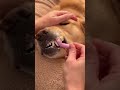 Golden Retriever Dreamy Dental Spa