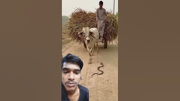 #hamukaka Trending Viral Clip