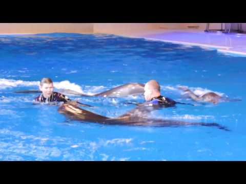 Dubai Dolphinarium Full Show (part 2) The Dolphins HD 1080p