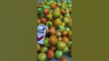 Panen Tomat Servo F1 #caberawit #tomatservo #panen #jakaba