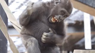 Gorilla⭐️Kintaro screamed angry at his family.【M omotaro family】