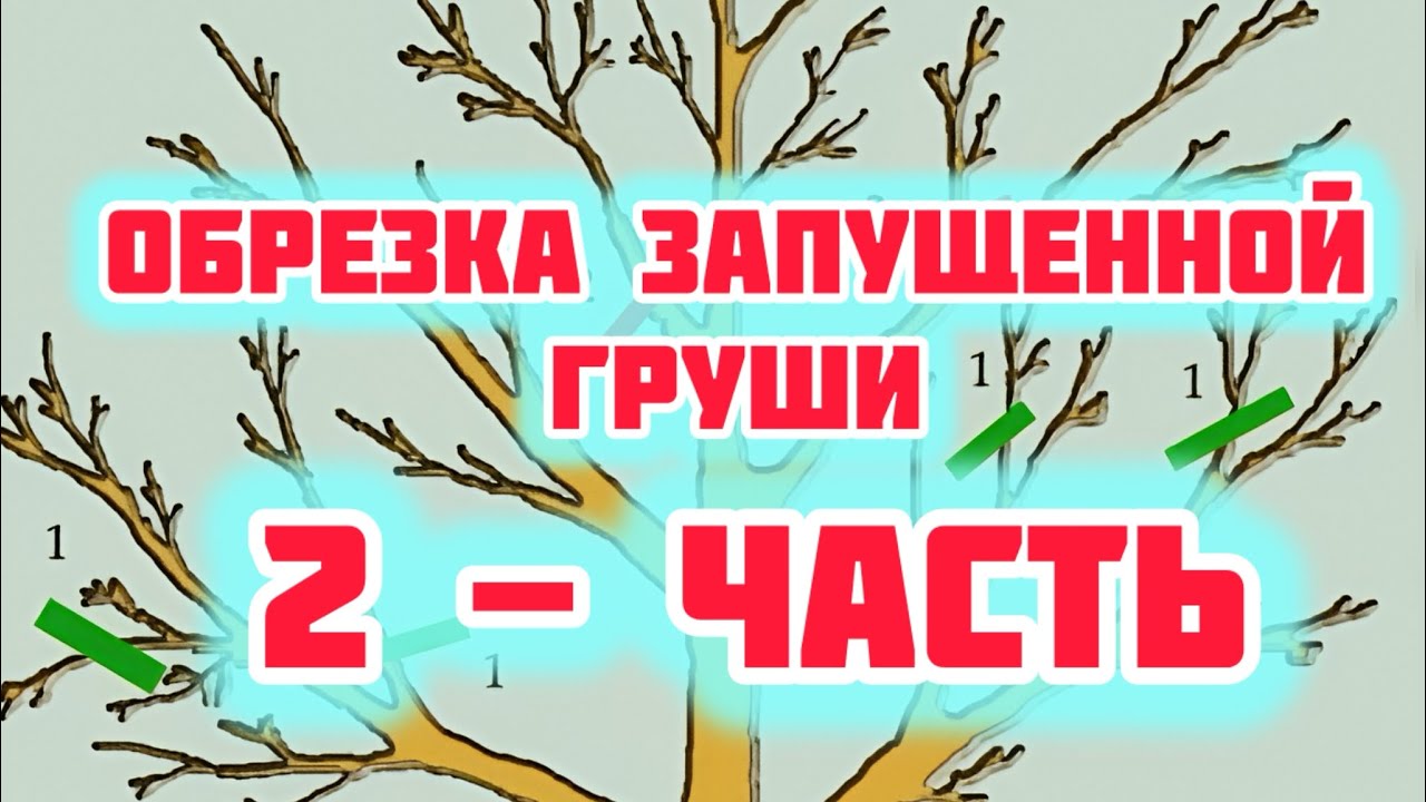 Как обрезать запущенную грушу.Приводим в порядок.Вторая часть!!!!