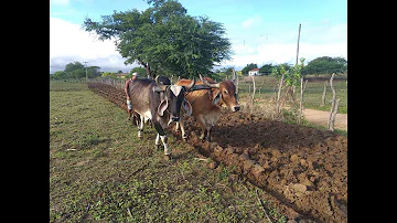 Como aravam a terra antigamente?