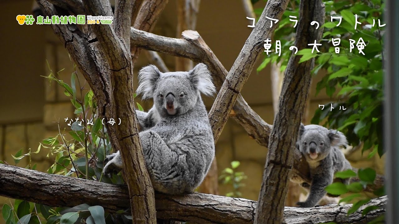 東山動植物園公式】ワトル、朝の大冒険《 コアラ 》 - YouTube