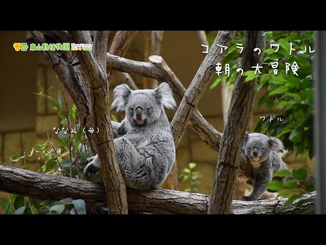 東山動植物園公式】ワトル、朝の大冒険《 コアラ 》 - YouTube
