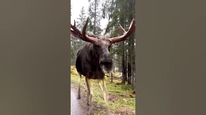 Giant moose walks up to a car out in the woods...CrazyCoolVideo