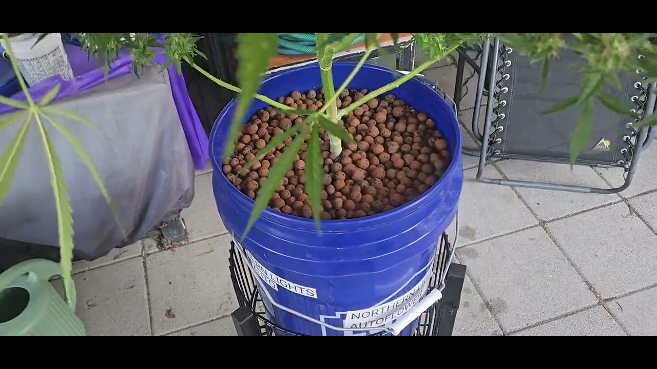 Northern lights autoflower