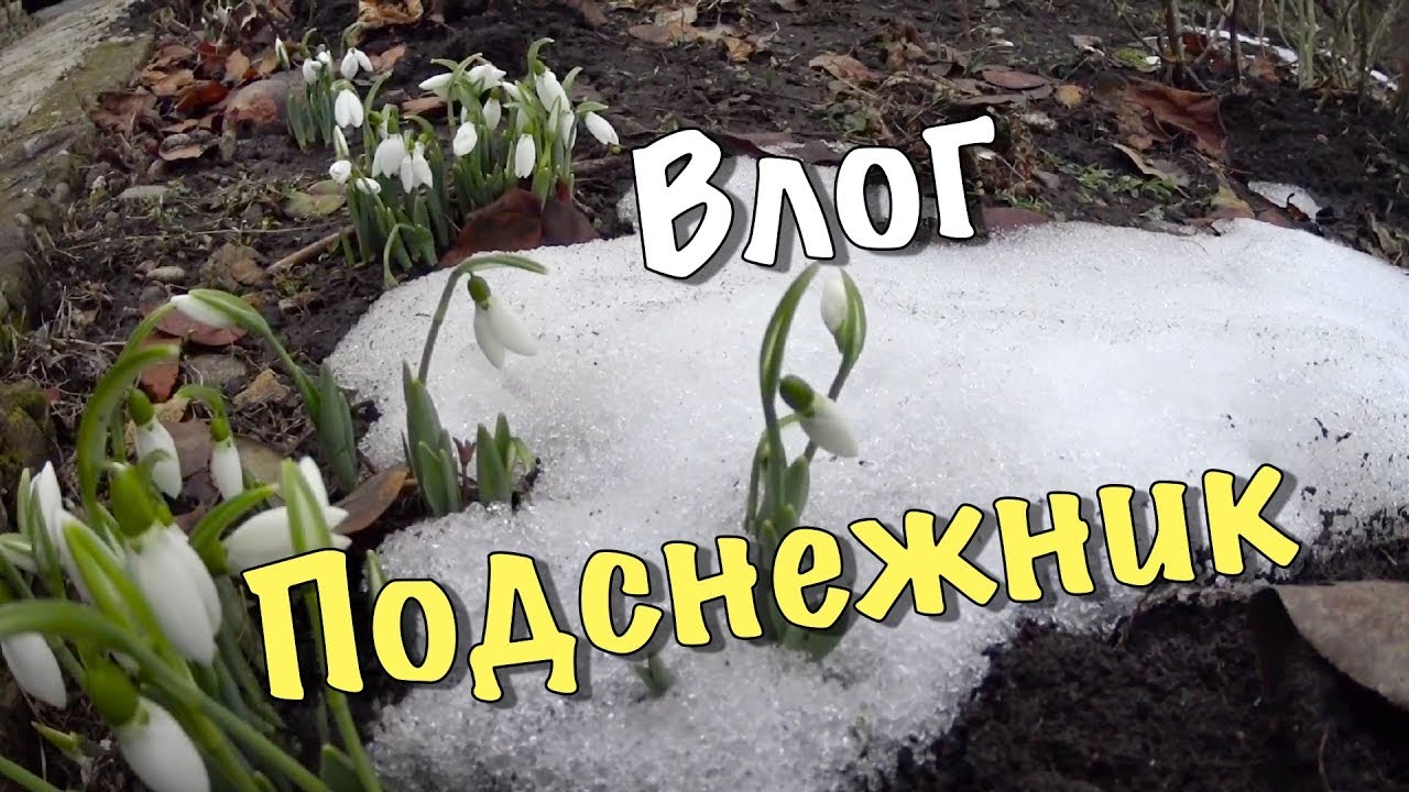Водители подснежники кто такие