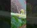 Vegetable Fly Trap