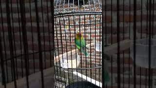 Love Bird Tenda Biru