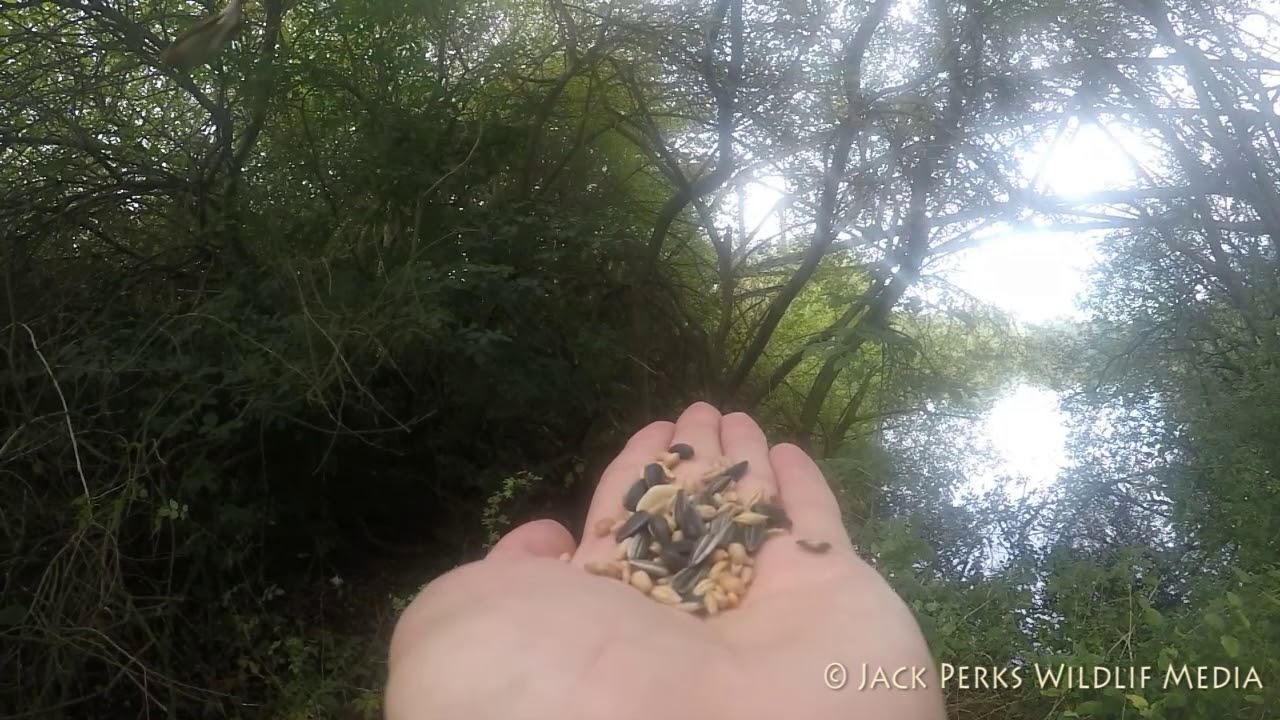 camera iphone 8 plus apk Hand feeding a robin at Attenborough Nature Reserve, Nottingham