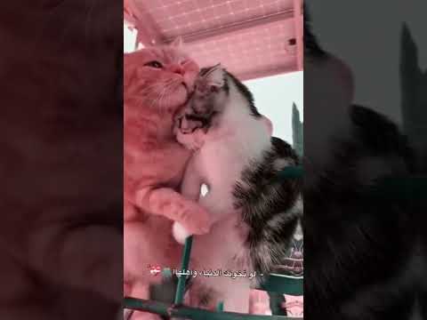 أحبك ولا فكرت اخونك عبدالله ال فروان