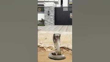 How The big python came about 😱 #subscribe #youtubeshorts #viralvideo