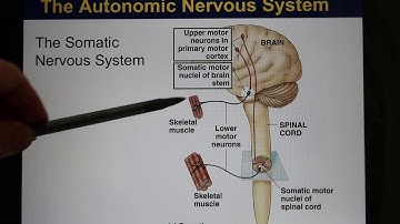 ACC Biol2404 IntroA&P Online Lecture Neuron 01