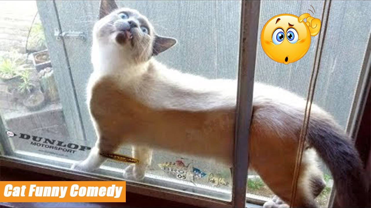 Hilarious Cat Antics That Will Make You LOL! 😹😍 Daily FUNNY memes Part ...
