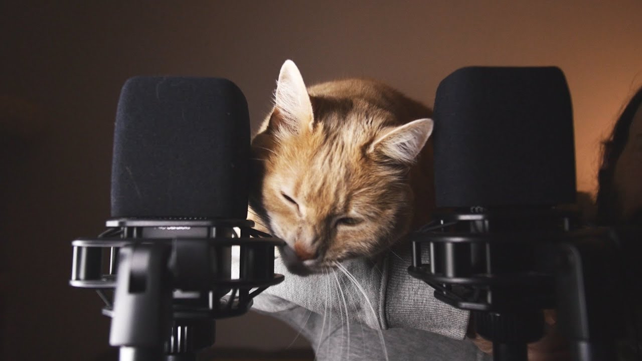 ASMR ? Cats do it better! YouTube