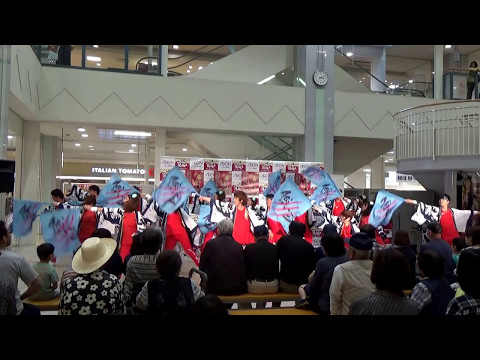 いばらき熊連　笠間ポレポレYOSAKOIフェス　2017/5/7