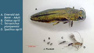 Arthropod Biocontrol in Colorado: Japanese Beetle and Emerald Ash Borer