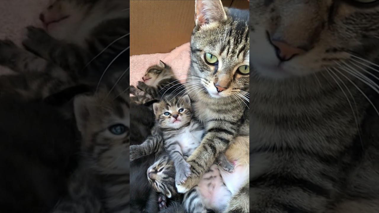 Meowternal Exhaustion: A Memoir 