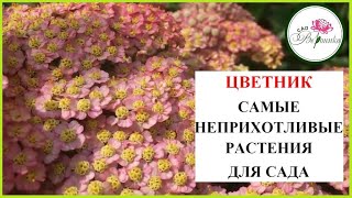 Самые неприхотливые цветы. Тысячелистник