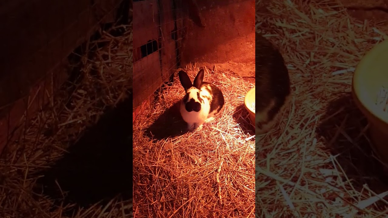 Hasen fressen Salat unter Wärmelampe 🐇🐇🥬😋 #hase #kaninchen #rabbit #salat #salad (3.2.2026)