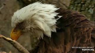 Decorah Eagles 4-10-20, 3:30 pm, Mom glamour shots, eaglets with full crops