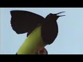 Twelve wired bird of paradise  attenborough in paradise  bbc earth