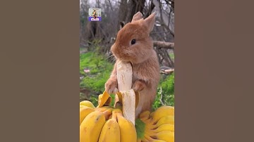 Rabit eat banana - Ăn chuối cả nải là thật nè #meobeotv