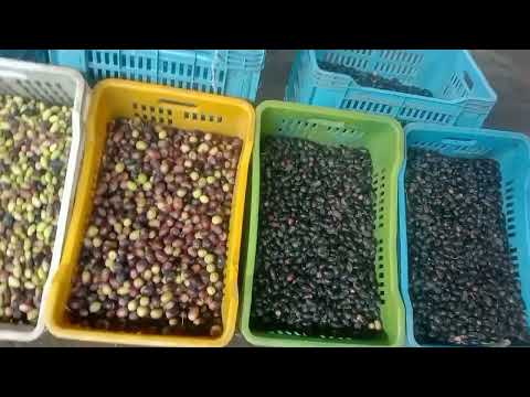 أسعار عنبر الليمون و الزيتون في سوق العبور