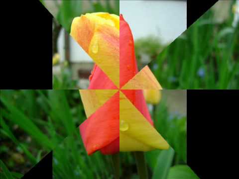 Video: Jesenje Cvijeće (60 Fotografija): Nazivi Prekrasnog Cvijeća Za Vrt. Žuto I Narandžasto, Lukovičasto I Poljsko Cvijeće, Za Balkon I Drugo