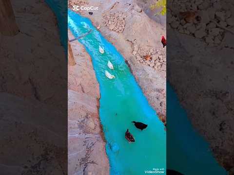كم عدد البطاط اللي بالبركه تالاوديالا  اكسبلور