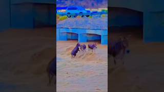 donkeys😱 trapped😲in water flow river. #animals #desertlife #allahﷻallahﷻ #danger#emotional