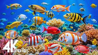 Ocean 4k - Sea Animals For Relaxation, Beautiful Coral Reef Fish In Aquarium - 4k Video Ultra Hd #45