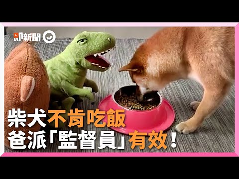 挑食柴犬不肯吃飯！爸派2隻玩偶監督牠秒開嗑｜寵物動物｜柴柴｜精選影片