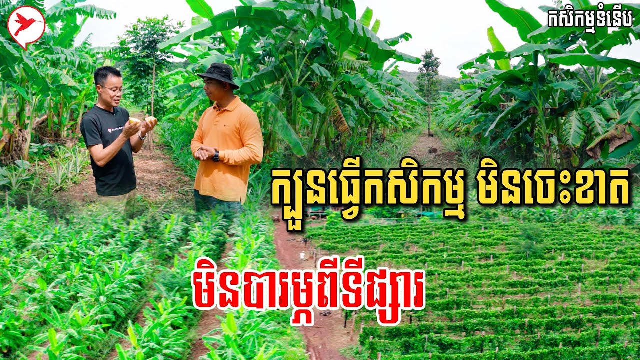 ចេះតែក្បួននេះធ្វើកសិកម្មមិនចេះខាត ចំណាយតិចចំណូលច្រើនផ្លូវ | កសិកម្មទំនើប