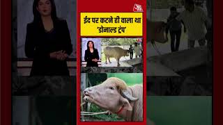 Anjana Om Kashyap: ईद पर कटने ही वाला था ‘Donald Trump’! | #Eid #DonaldTrump #Bakrid2026 #viralvideo