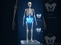pelvic bone #facts #heart #education #anatomy #science