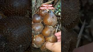 PANEN BUAH SALAK MANIS.. DI SAMPING RUMAH #nature #salak #salakpondoh