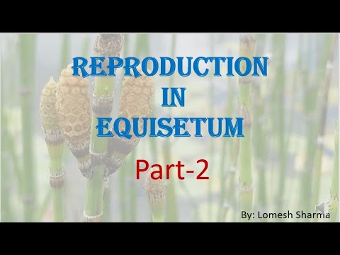 Equisetum | reproduction | and | life cycle | HPU BSc1st Year